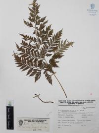 Dryopteris rossii image