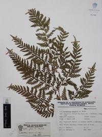 Dryopteris rossii image