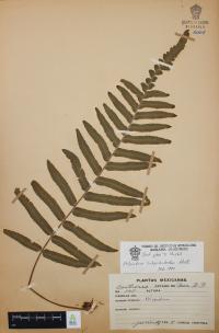 Polypodium subpetiolatum image