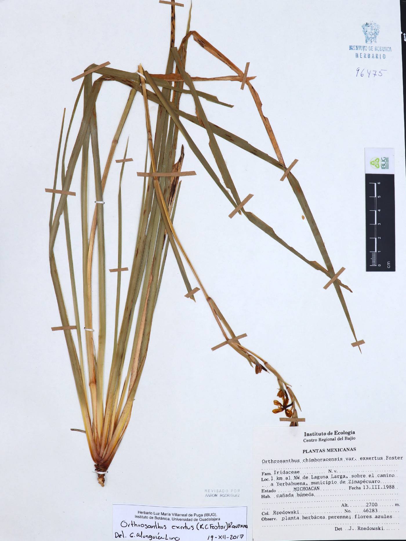 Orthrosanthus image