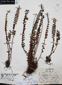 Astrolepis sinuata image