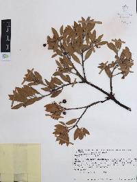 Arctostaphylos pungens image