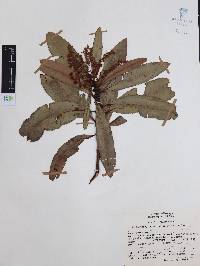 Comarostaphylis discolor subsp. rupestris image