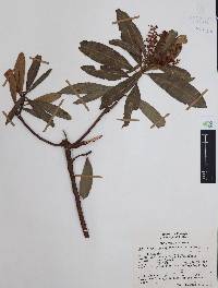 Comarostaphylis discolor subsp. rupestris image