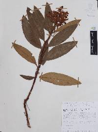 Comarostaphylis longifolia image