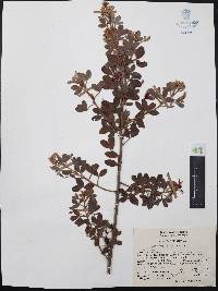 Krameria cytisoides image