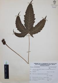 Tectaria heracleifolia image