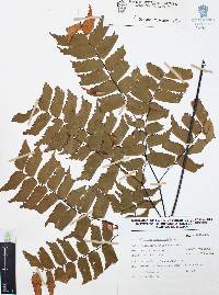 Adiantum trapeziforme image