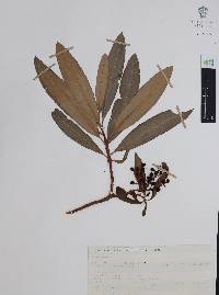 Comarostaphylis discolor image