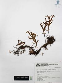 Pleopeltis angusta image