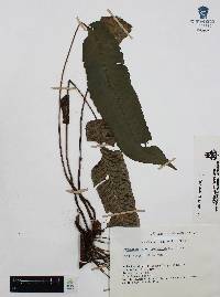 Diplazium plantaginifolium image