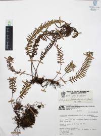 Polypodium furfuraceum image