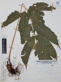 Tectaria heracleifolia image