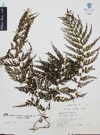 Trichomanes radicans image
