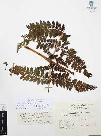 Dennstaedtia globulifera image