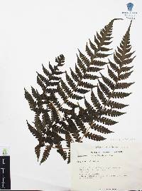 Histiopteris incisa image