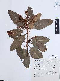 Arbutus xalapensis image