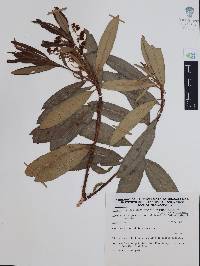 Comarostaphylis discolor image