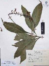 Media resource of Odontonema tubaeforme