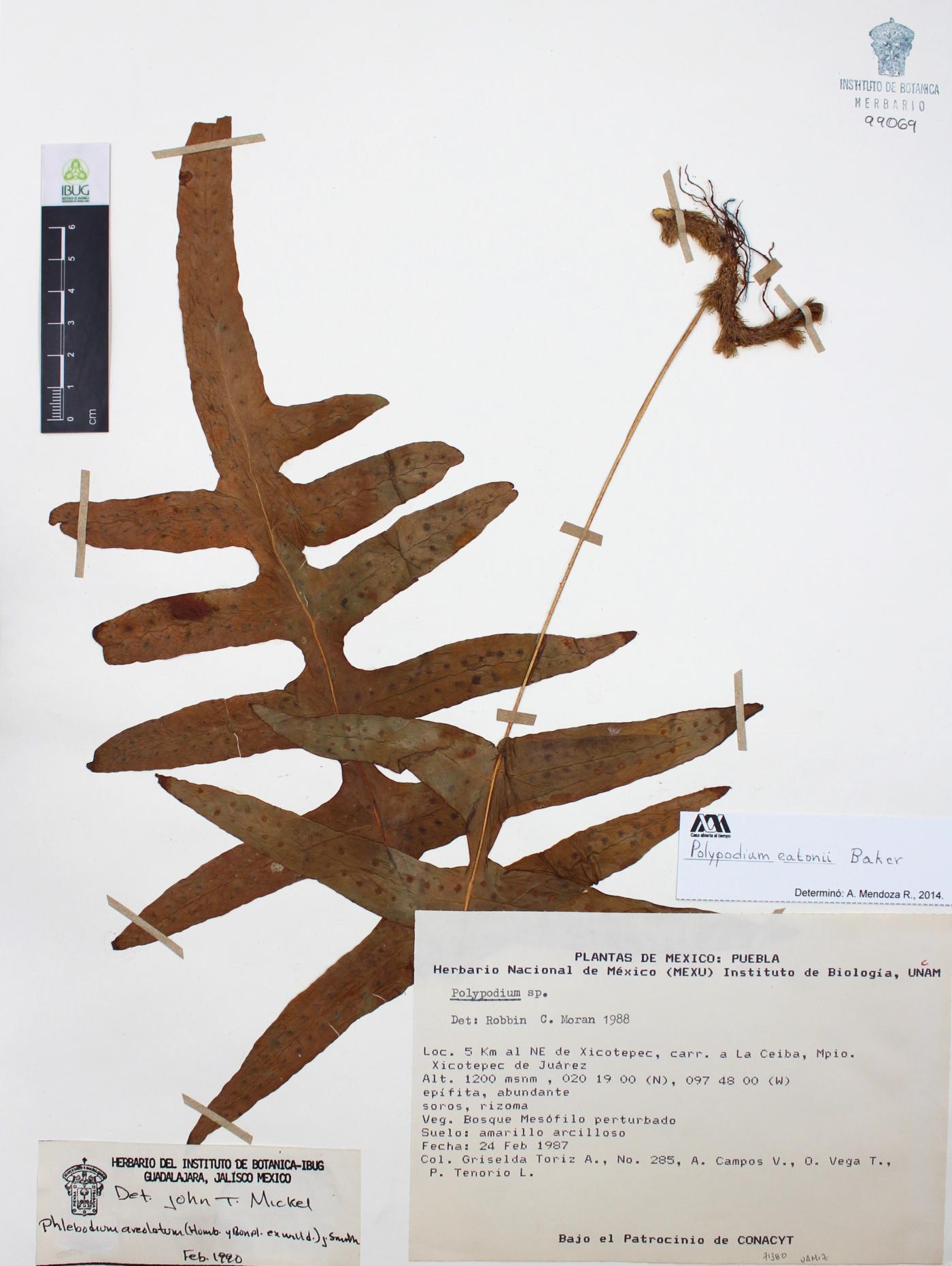 Polypodium eatonii image
