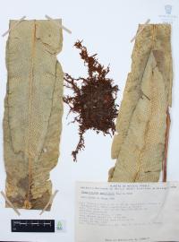 Campyloneurum phyllitidis image