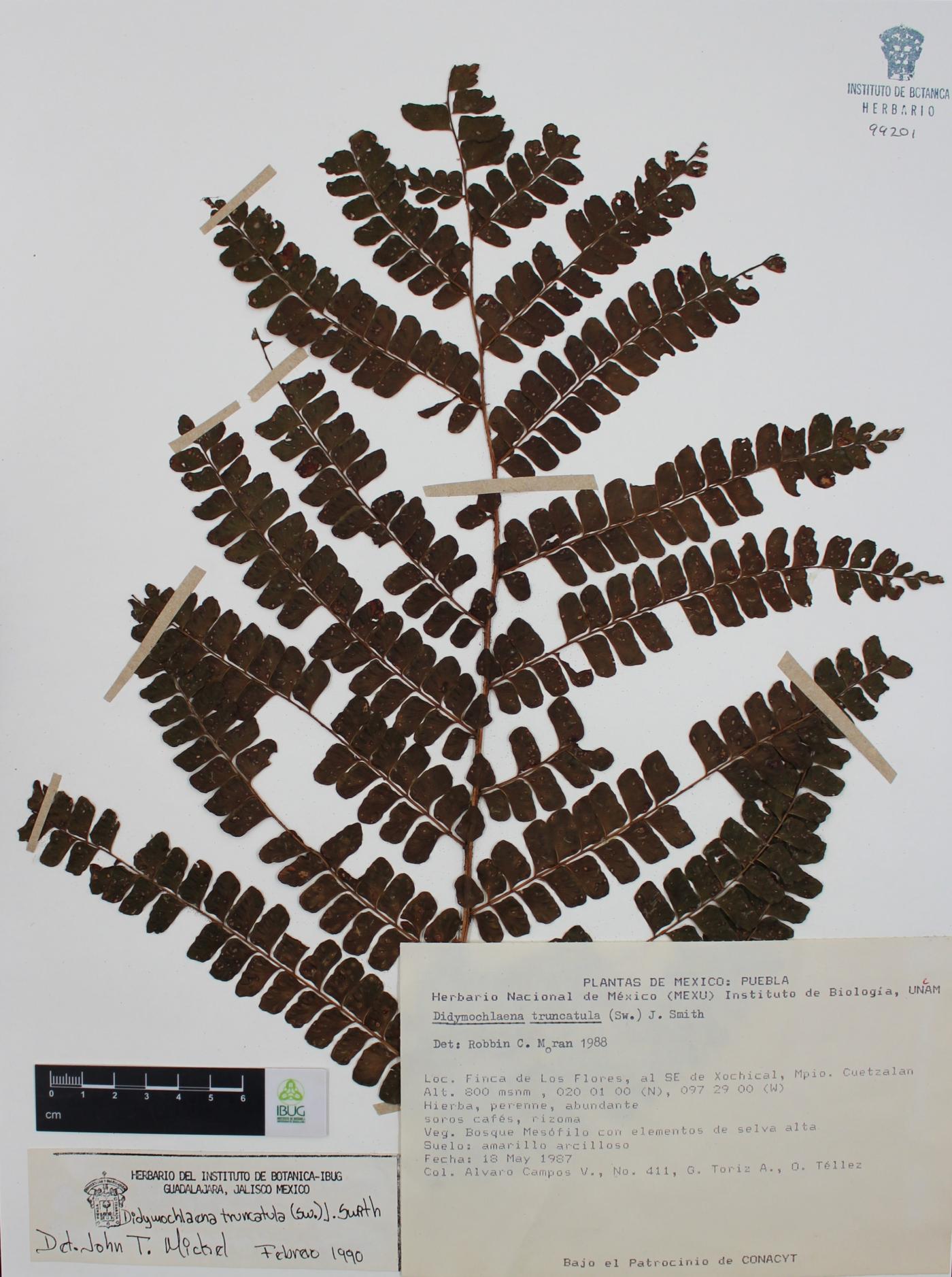 Didymochlaena truncatula image