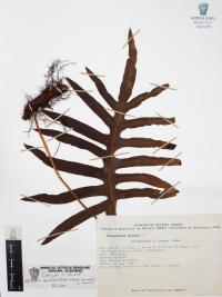 Phlebodium areolatum image