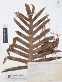 Phlebodium areolatum image