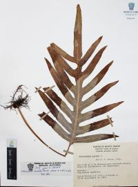 Phlebodium areolatum image
