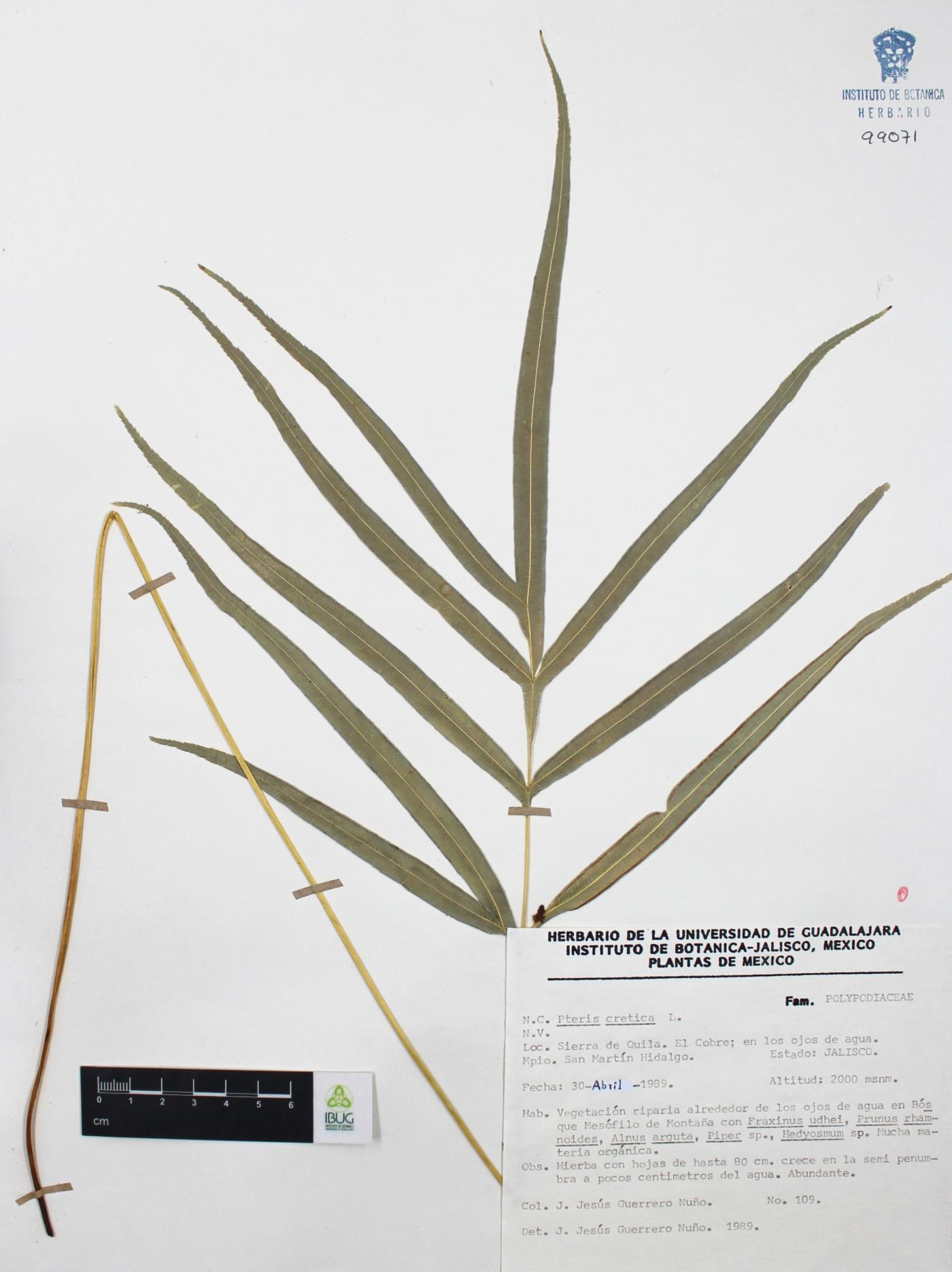 Pteris cretica image