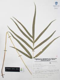Pteris cretica image