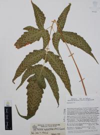 Tectaria heracleifolia image