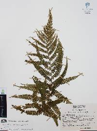 Marattia weinmanniifolia image