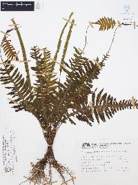 Trichomanes diversifrons image