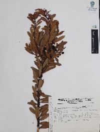 Comarostaphylis polifolia image