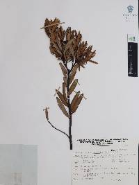 Comarostaphylis polifolia image