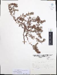 Krameria secundiflora image