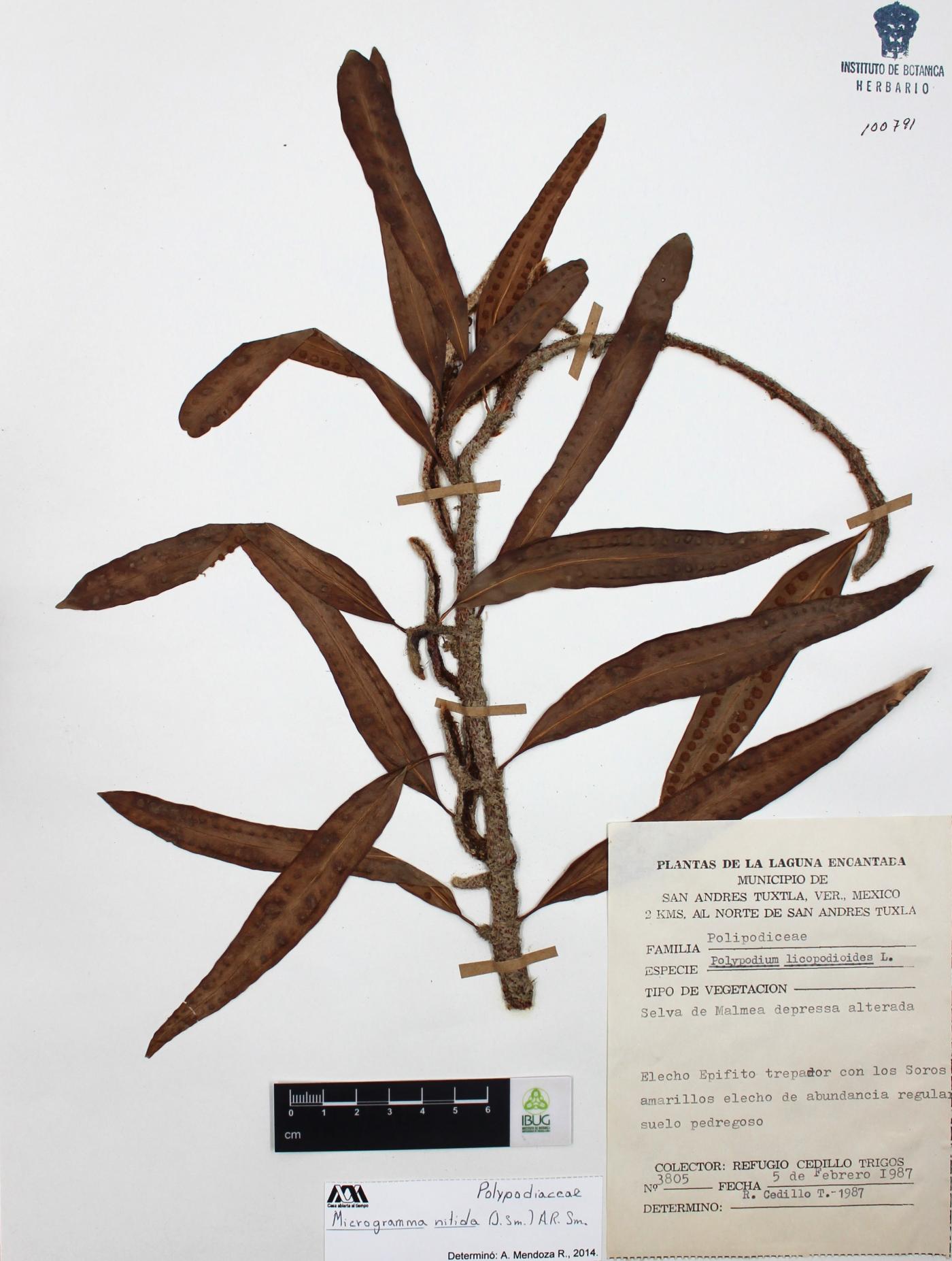 Microgramma nitida image