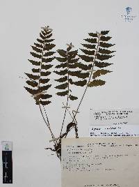 Asplenium auriculatum image