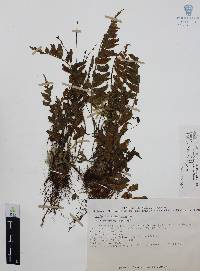 Asplenium auriculatum image