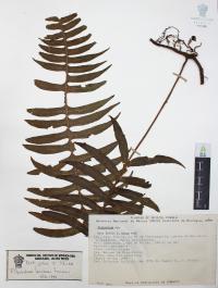 Polypodium loriceum image