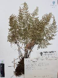Asplenium cuspidatum image