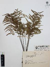 Asplenium cristatum image