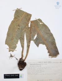 Campyloneurum phyllitidis image