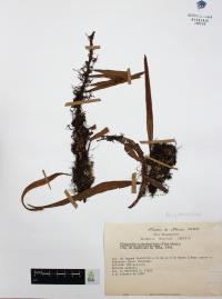 Pleopeltis crassinervata image