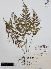 Asplenium radicans image
