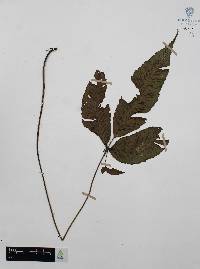Diplazium ternatum image