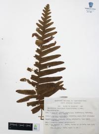 Polypodium puberulum image