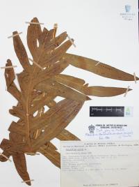 Phlebodium areolatum image