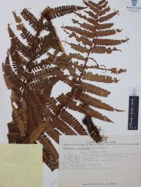 Dryopteris wallichiana image